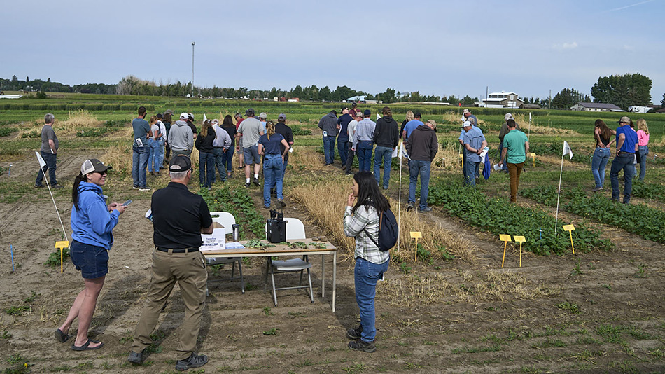 Guests at the 2025 Farming Smarter Field School walk through research plots of canola grown in cover crops.