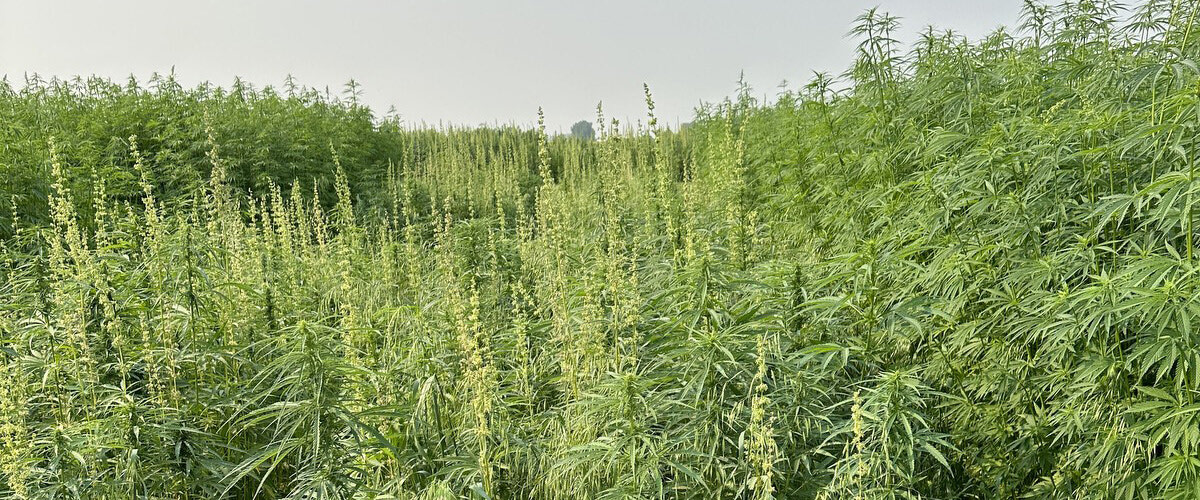 Hemp Seed Treatments