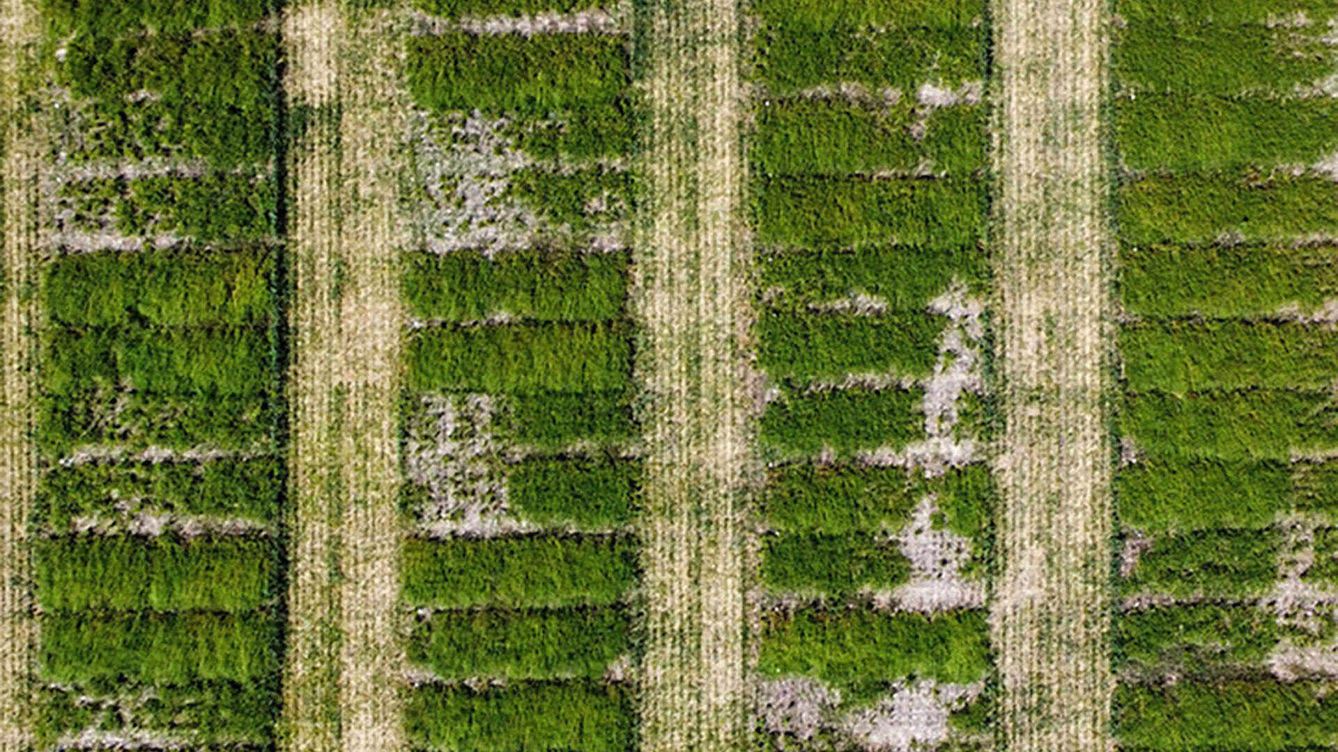 Saving Soils - Fall Seeded Camelina